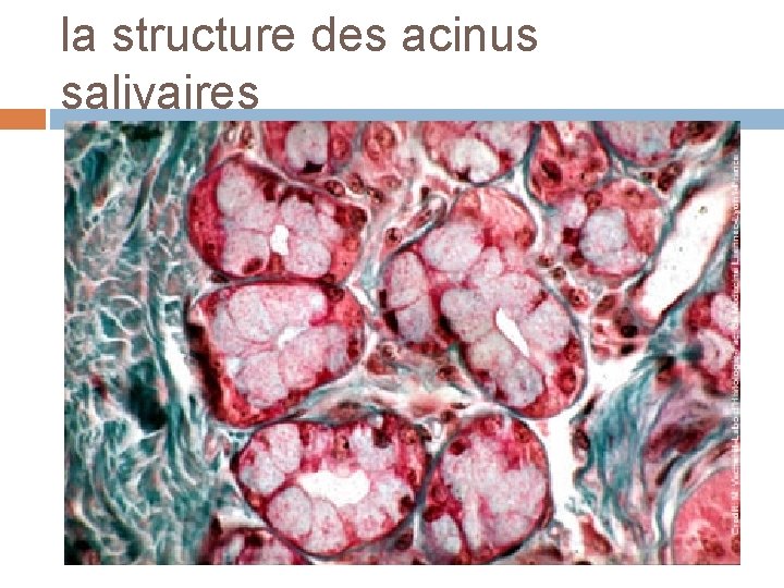 la structure des acinus salivaires 