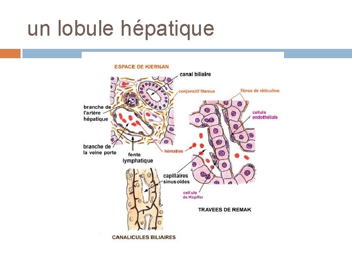 un lobule hépatique 