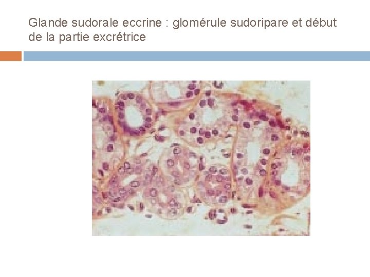 Glande sudorale eccrine : glomérule sudoripare et début de la partie excrétrice 