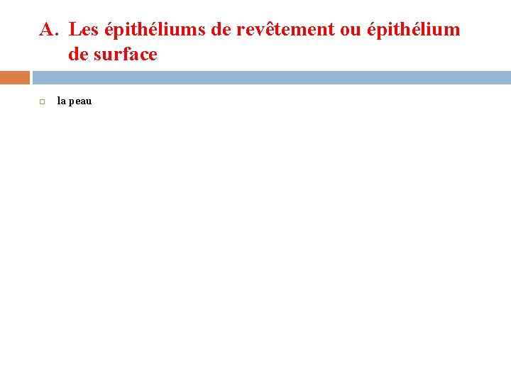 A. Les épithéliums de revêtement ou épithélium de surface la peau A. Les épithéliums de revêtement ou épithélium de surface la peau