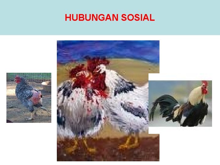 HUBUNGAN SOSIAL 