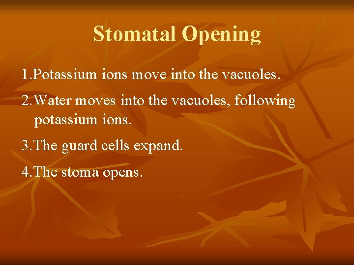 Stomatal Opening 1. Potassium ions move into the vacuoles. 2. Water moves into the