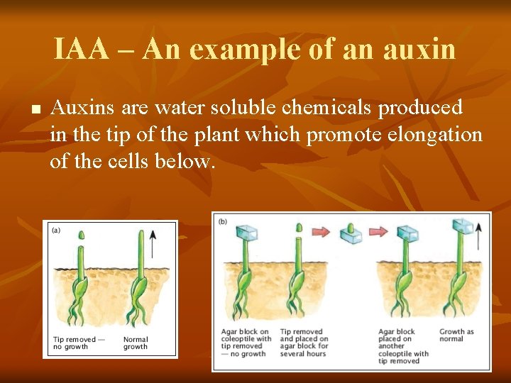 IAA – An example of an auxin n Auxins are water soluble chemicals produced