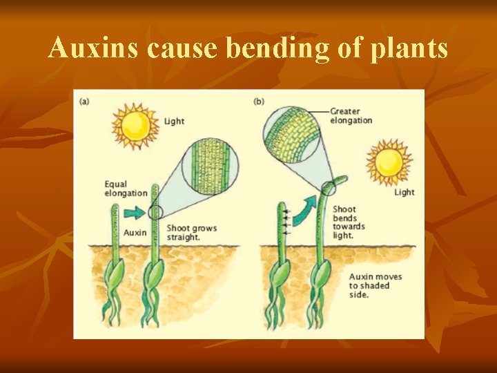 Auxins cause bending of plants 