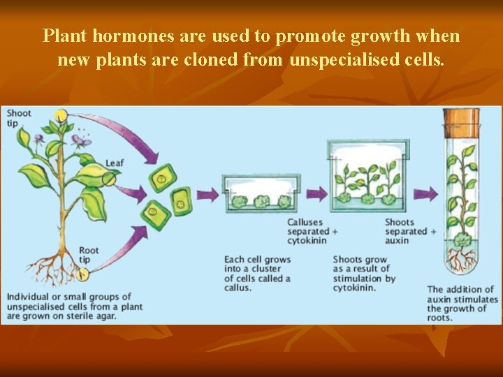 Plant hormones are used to promote growth when new plants are cloned from unspecialised