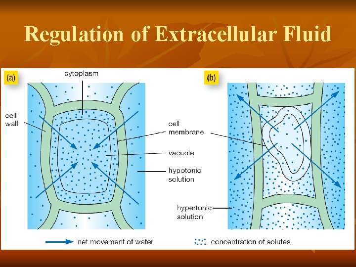 Regulation of Extracellular Fluid 