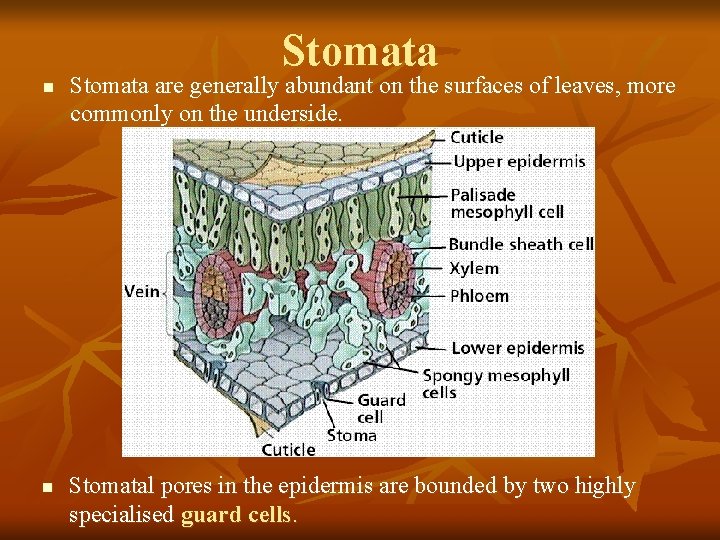 Stomata n n Stomata are generally abundant on the surfaces of leaves, more commonly