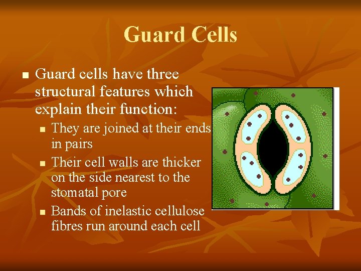 Guard Cells n Guard cells have three structural features which explain their function: n