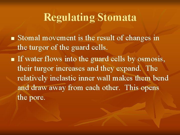 Regulating Stomata n n Stomal movement is the result of changes in the turgor