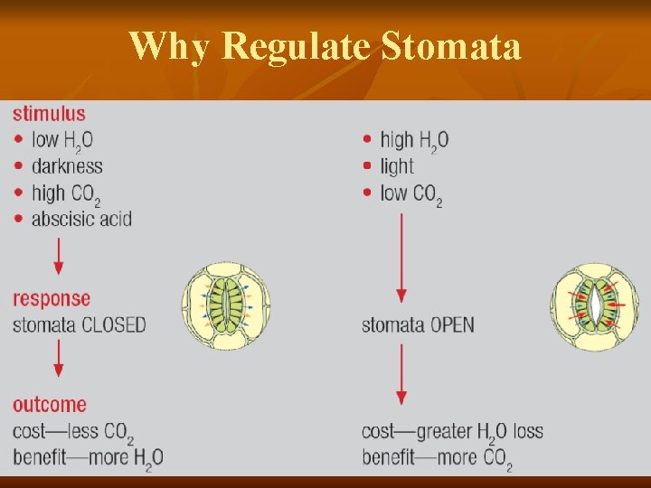 Why Regulate Stomata 