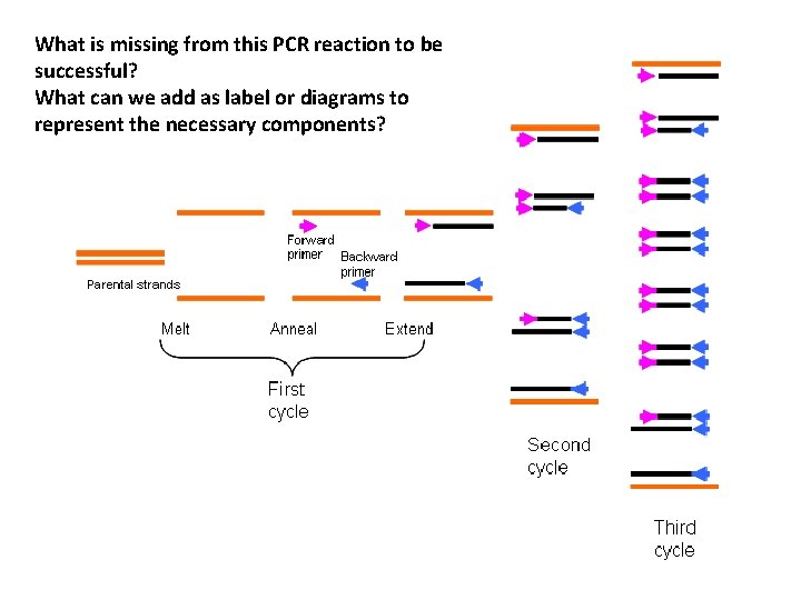 Problem Pcr PCR Polymerase Chain Reaction Amplfying DNA PROBLEM At