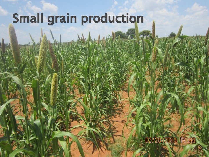 Small grain production 