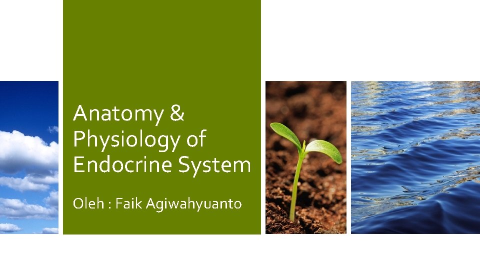 Anatomy & Physiology of Endocrine System Oleh : Faik Agiwahyuanto 