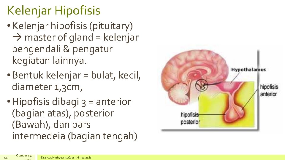Kelenjar Hipofisis • Kelenjar hipofisis (pituitary) master of gland = kelenjar pengendali & pengatur