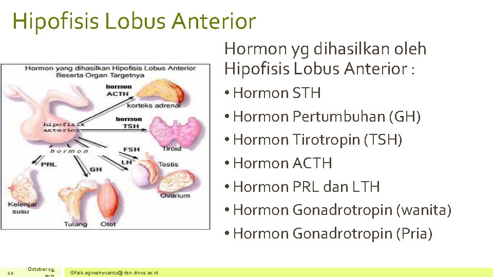 Hipofisis Lobus Anterior Hormon yg dihasilkan oleh Hipofisis Lobus Anterior : • Hormon STH