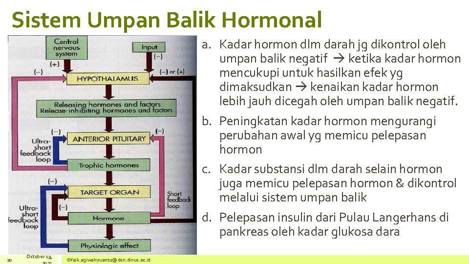Sistem Umpan Balik Hormonal a. Kadar hormon dlm darah jg dikontrol oleh umpan balik