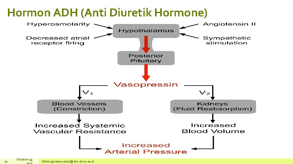 Hormon ADH (Anti Diuretik Hormone) 22 October 19, ©faik. agiwahyuanto@dsn. dinus. ac. id 