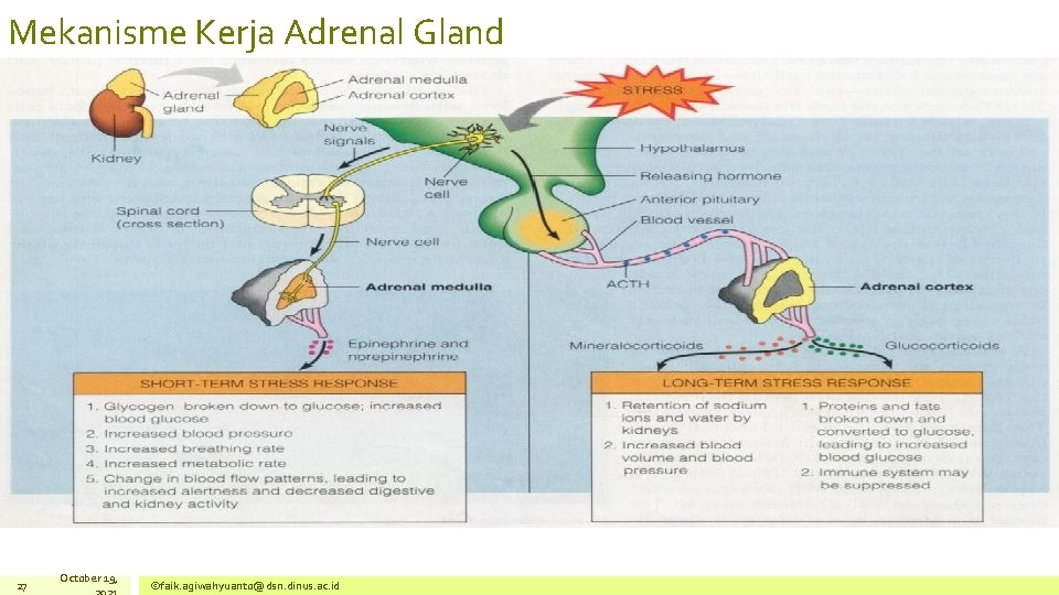 Mekanisme Kerja Adrenal Gland 27 October 19, ©faik. agiwahyuanto@dsn. dinus. ac. id 