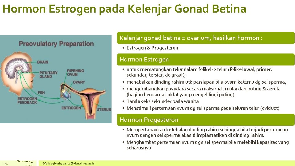 Hormon Estrogen pada Kelenjar Gonad Betina Kelenjar gonad betina = ovarium, hasilkan hormon :