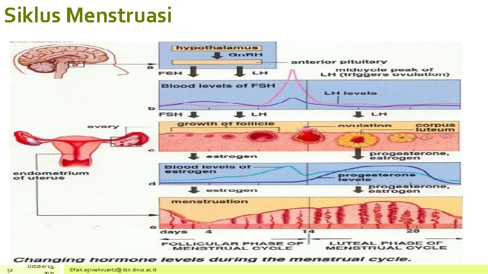 Siklus Menstruasi 32 October 19, ©faik. agiwahyuanto@dsn. dinus. ac. id 
