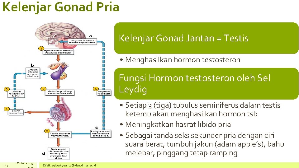 Kelenjar Gonad Pria Kelenjar Gonad Jantan = Testis • Menghasilkan hormon testosteron Fungsi Hormon