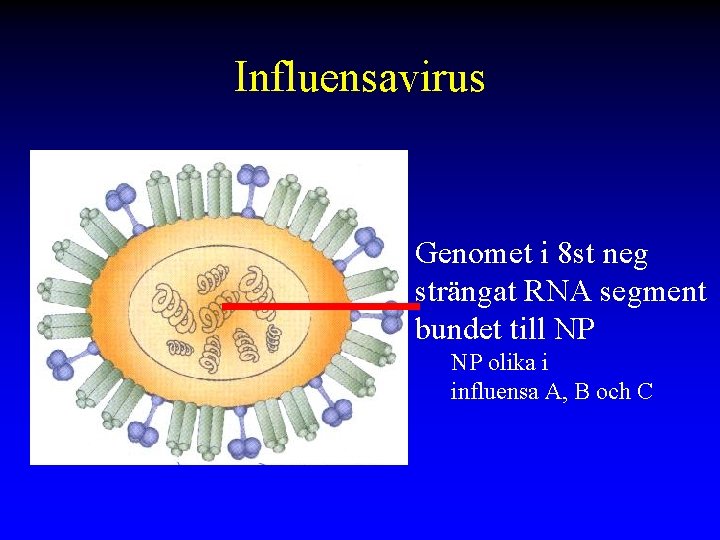 Influensavirus Genomet i 8 st neg strängat RNA segment bundet till NP NP olika