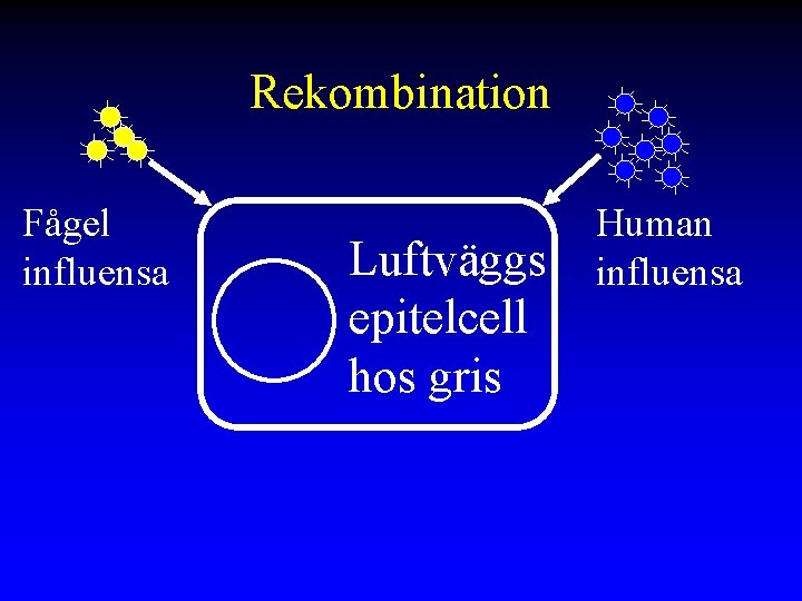 Rekombination Fågel influensa Luftväggs epitelcell hos gris Human influensa 