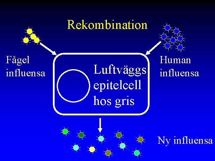 Rekombination Fågel influensa Luftväggs epitelcell hos gris Human influensa Ny influensa 