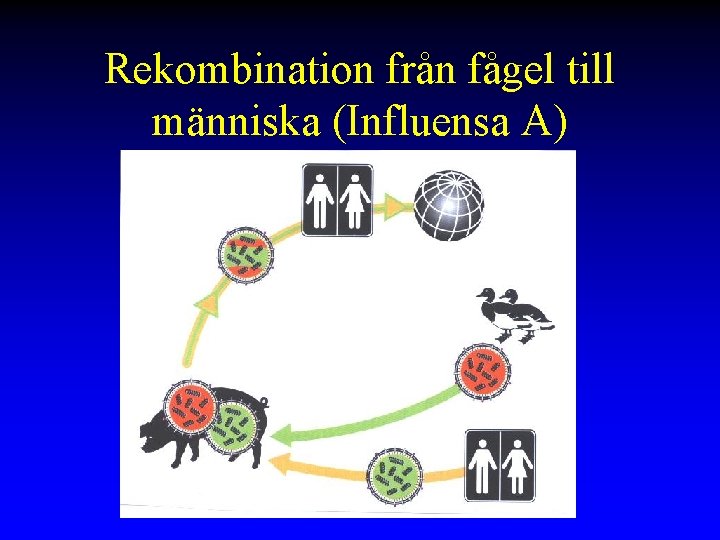 Rekombination från fågel till människa (Influensa A) 