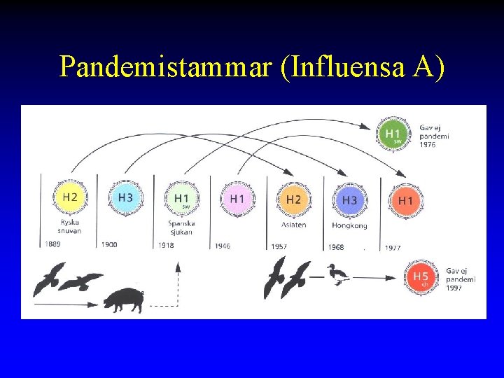 Pandemistammar (Influensa A) 