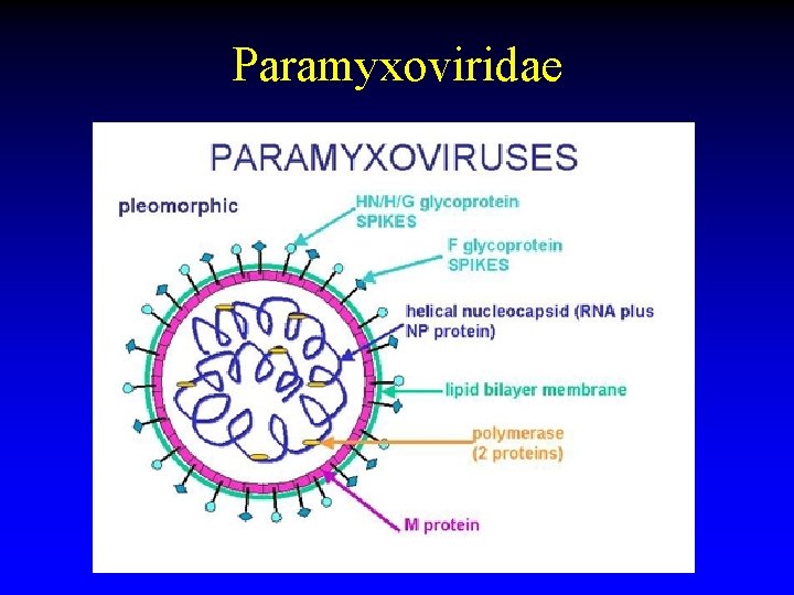 Paramyxoviridae 