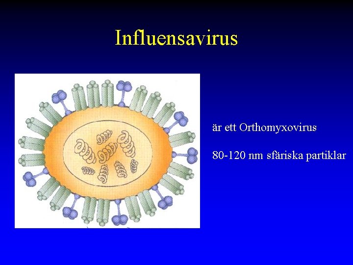 Influensavirus är ett Orthomyxovirus 80 -120 nm sfäriska partiklar 