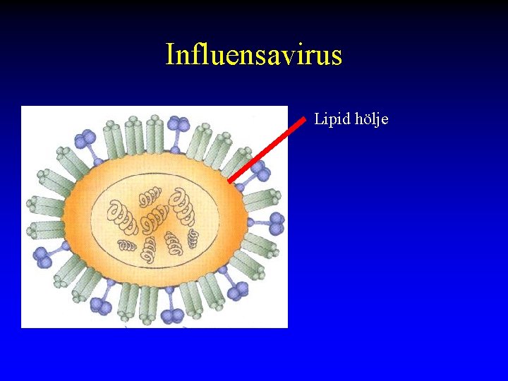 Influensavirus Lipid hölje 