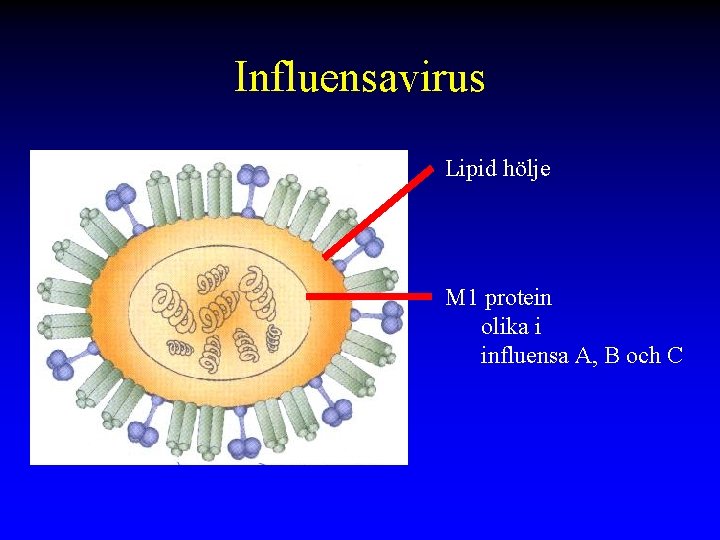 Influensavirus Lipid hölje M 1 protein olika i influensa A, B och C 