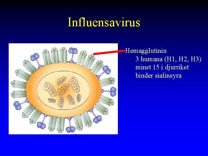 Influensavirus Hemagglutinin 3 humana (H 1, H 2, H 3) minst 15 i djurriket