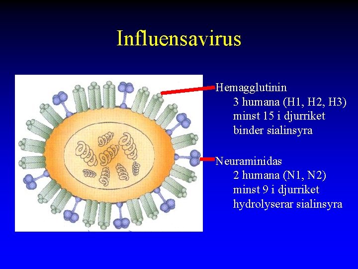 Influensavirus Hemagglutinin 3 humana (H 1, H 2, H 3) minst 15 i djurriket