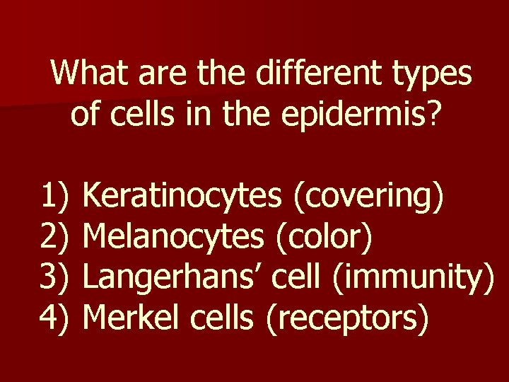 What are the different types of cells in the epidermis? 1) Keratinocytes (covering) 2)