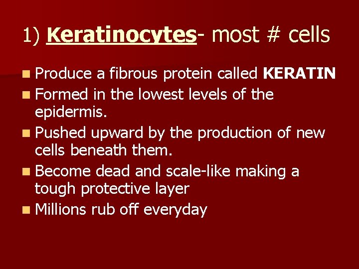 1) Keratinocytes most # cells n Produce a fibrous protein called KERATIN n Formed