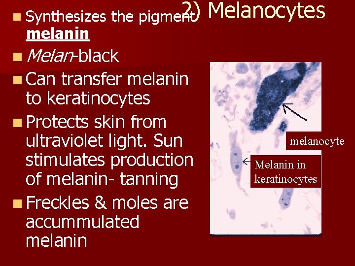 n Synthesizes melanin 2) the pigment Melanocytes n Melan-black n Can transfer melanin to