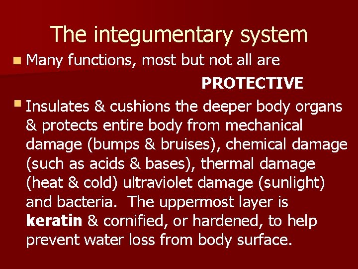The integumentary system n Many functions, most but not all are PROTECTIVE § Insulates