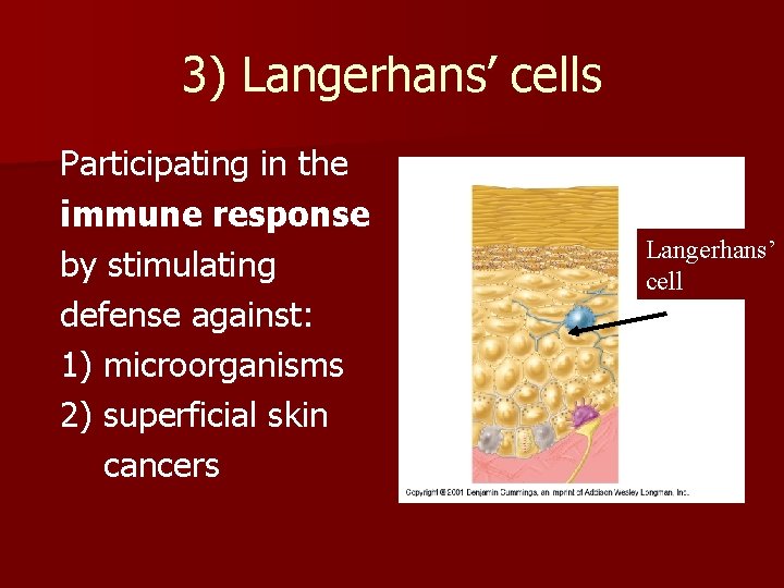 3) Langerhans’ cells Participating in the immune response by stimulating defense against: 1) microorganisms