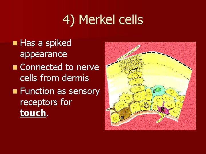 4) Merkel cells n Has a spiked appearance n Connected to nerve cells from
