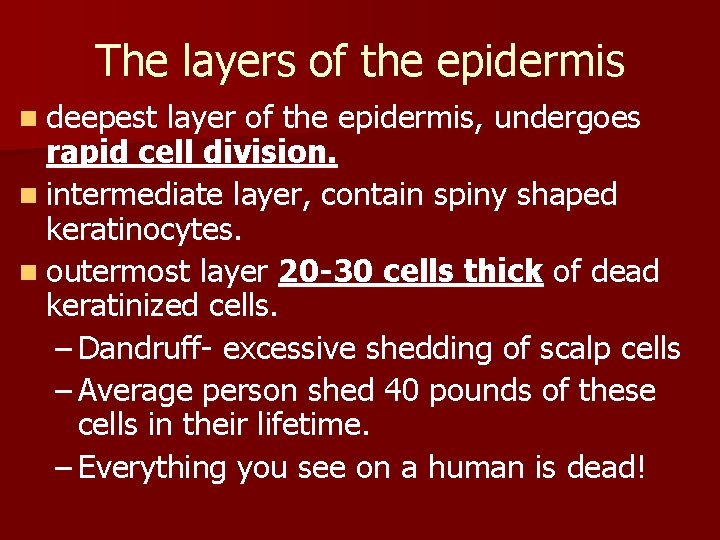 The layers of the epidermis n deepest layer of the epidermis, undergoes rapid cell