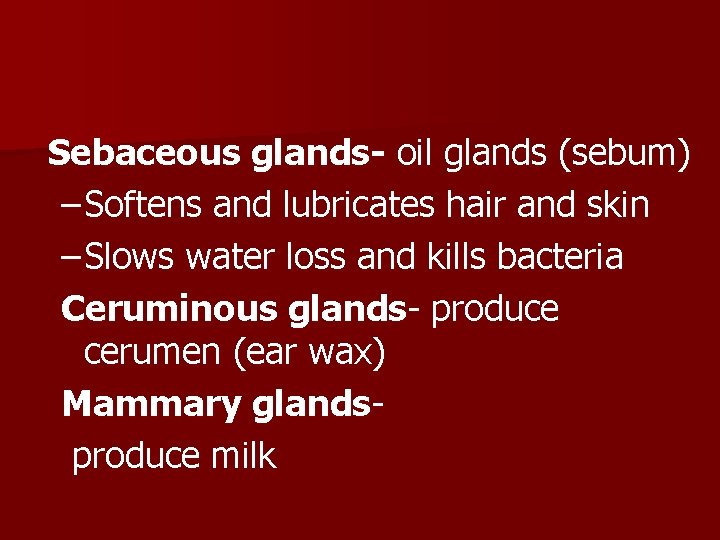 Sebaceous glands- oil glands (sebum) – Softens and lubricates hair and skin – Slows