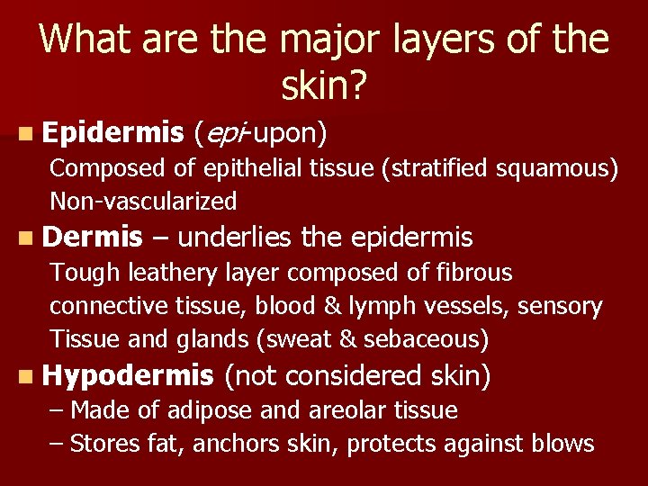 What are the major layers of the skin? n Epidermis (epi-upon) Composed of epithelial