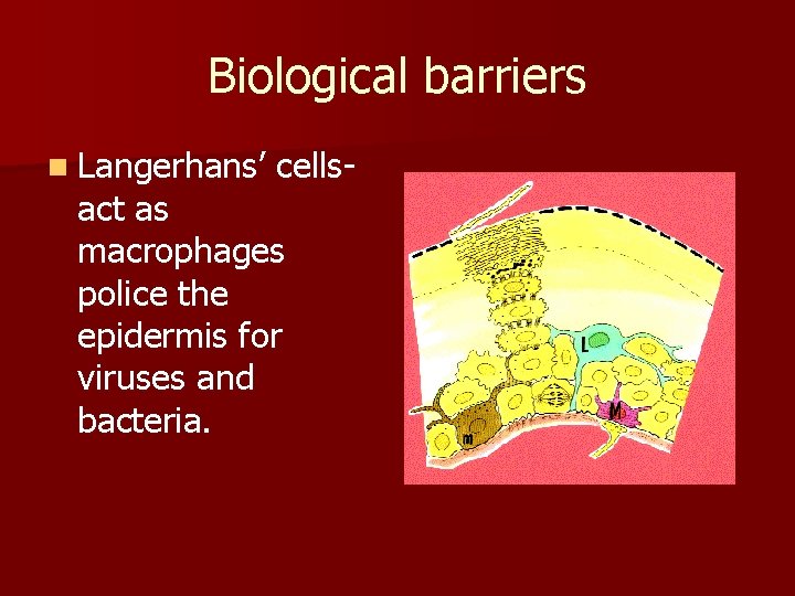 Biological barriers n Langerhans’ cells- act as macrophages police the epidermis for viruses and