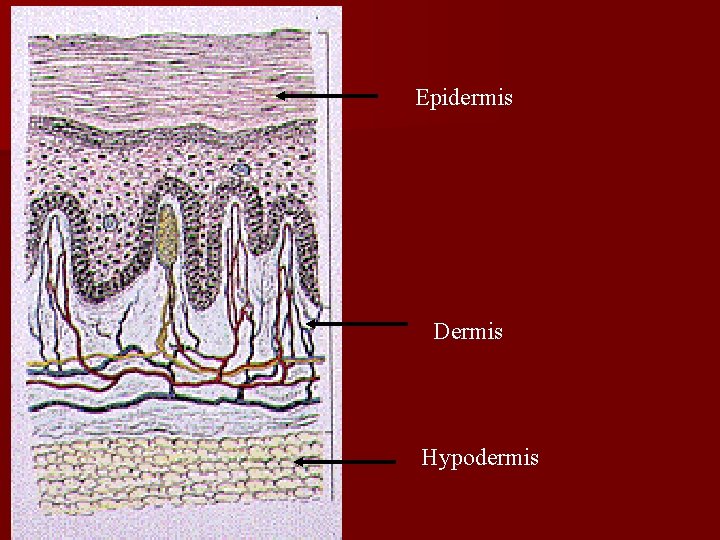 Epidermis Dermis Hypodermis 