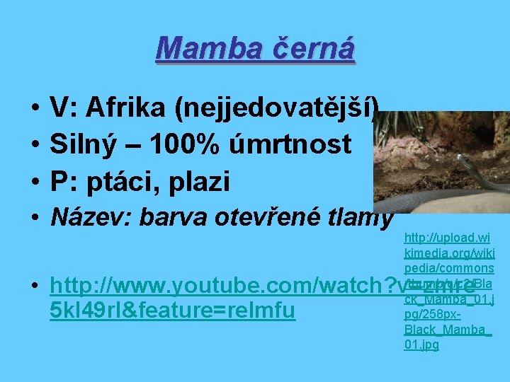 Mamba černá • V: Afrika (nejjedovatější) • Silný – 100% úmrtnost • P: ptáci,