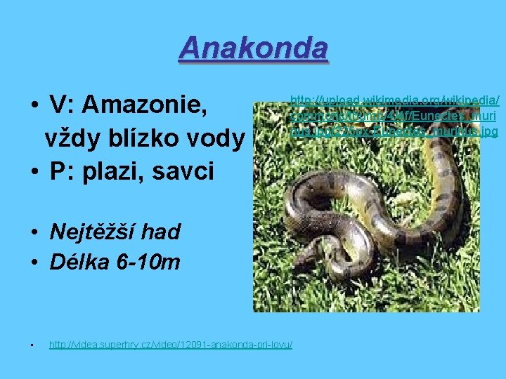 Anakonda • V: Amazonie, vždy blízko vody • P: plazi, savci http: //upload. wikimedia.