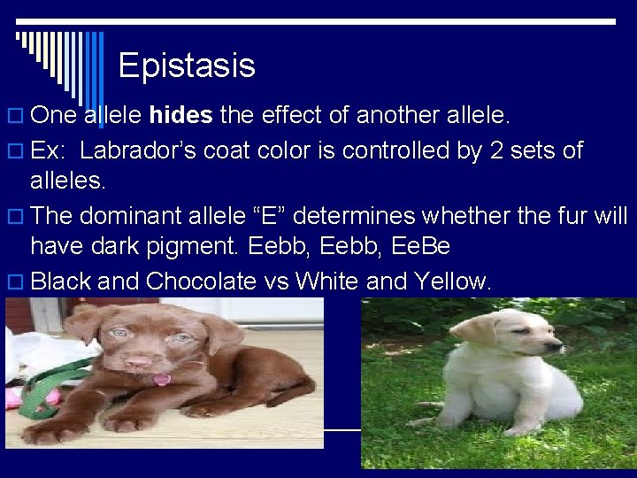Epistasis o One allele hides the effect of another allele. o Ex: Labrador’s coat Epistasis o One allele hides the effect of another allele. o Ex: Labrador’s coat
